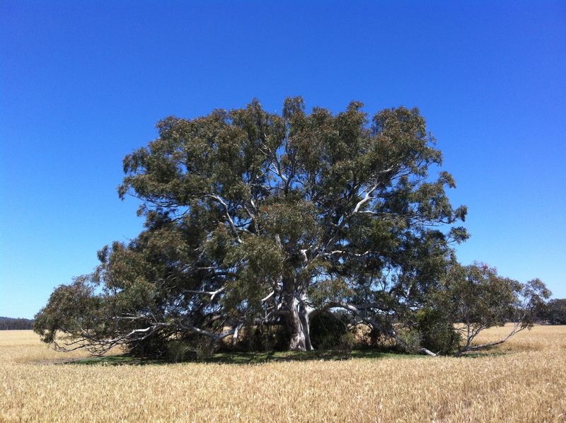 Eucalyptus camaldulensis (River Red Gum) Anakie 01.JPG
