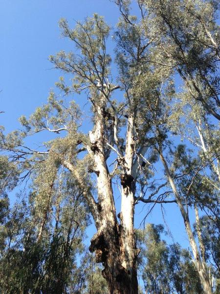 Cohuna Gunbower Island September 2013 019.jpg