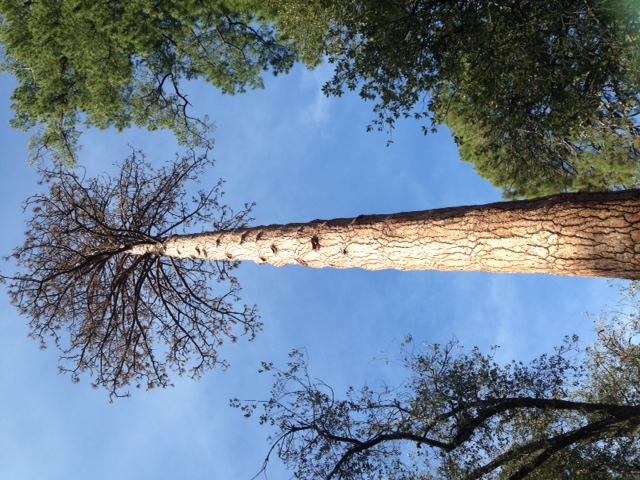 T11466 Pinus Ponderosa Aug 2015.jpeg