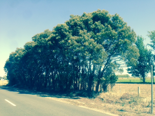 T11983 Acacia omalophylla Yalca Feb 2015 (1).jpg