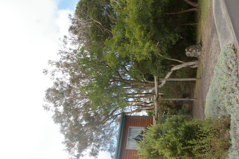 Eucalyptus punctata Cowes 05