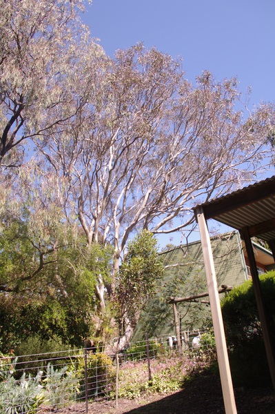 Eucalyptus punctata Cowes 06