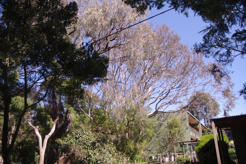 Eucalyptus punctata Cowes 02