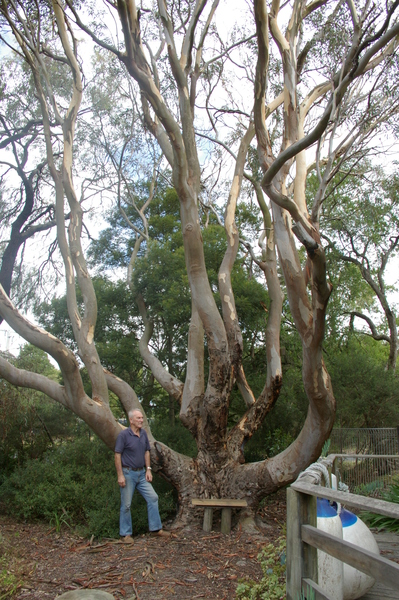 Eucalyptus punctata Cowes 03
