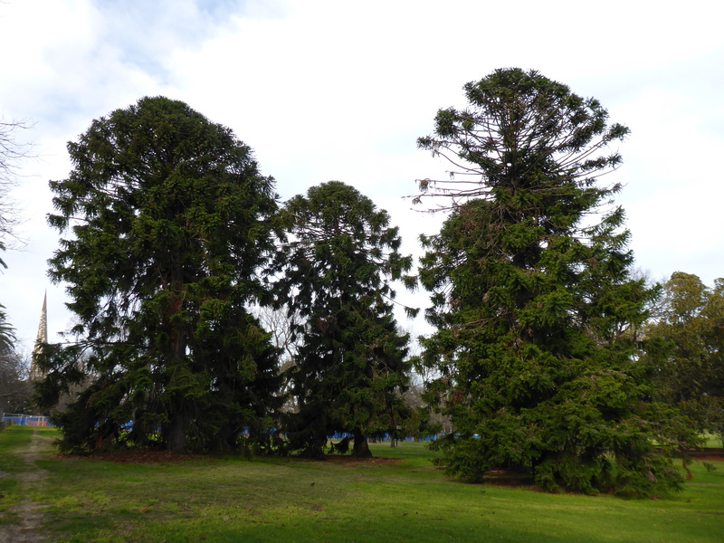 Araucaria bidwillii, South Yarra. Photo by Daniel Tipping