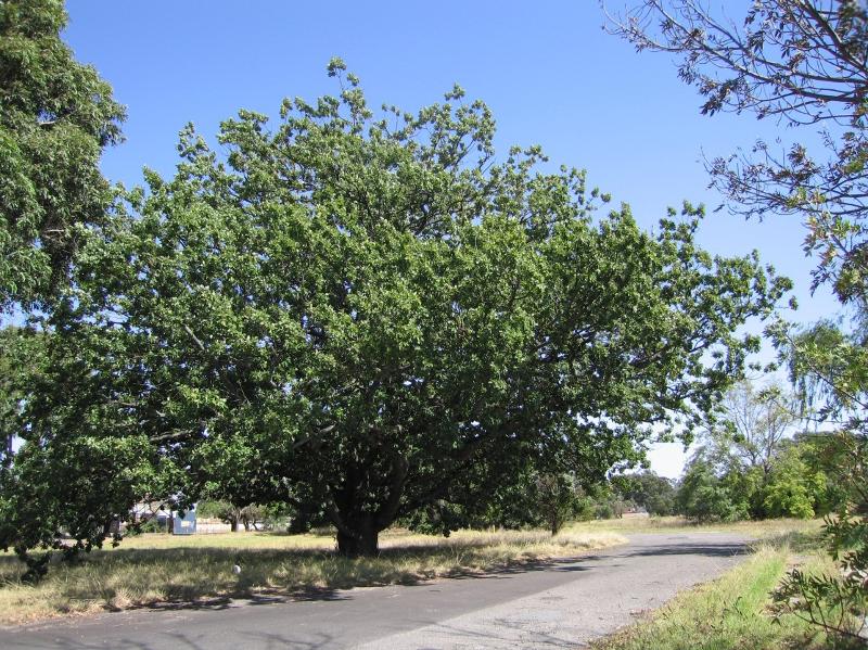 Algerian Oak tree in leaf