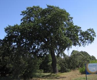 View showing upright form of English Oak tree