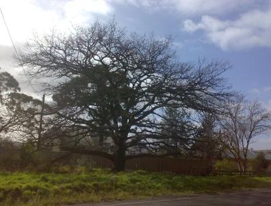 English Oak in winter