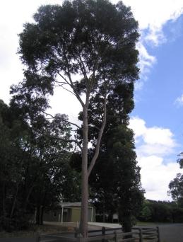 View of Spotted Gum and Scarlet Flowering Gum tree in timber enclosure