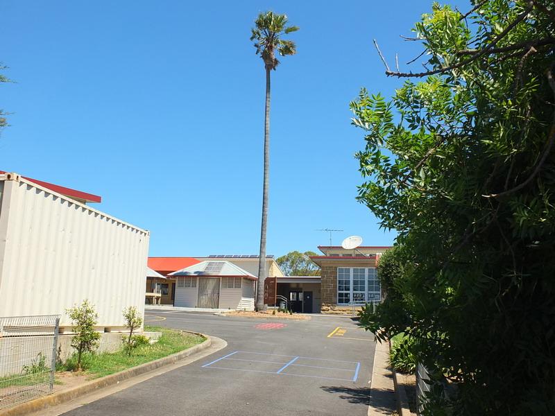 Photo 5: Mature Washingtonia Robusta Palm tree, 2017.