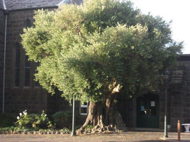 Olive Tree At St Stephens Believed to be planted in 1881.