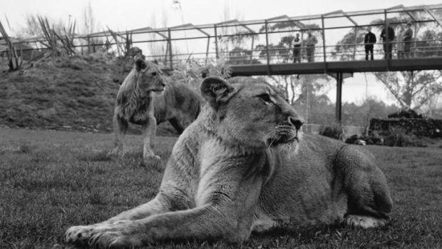 Lion enclosure prior to demolition 2014.jpg