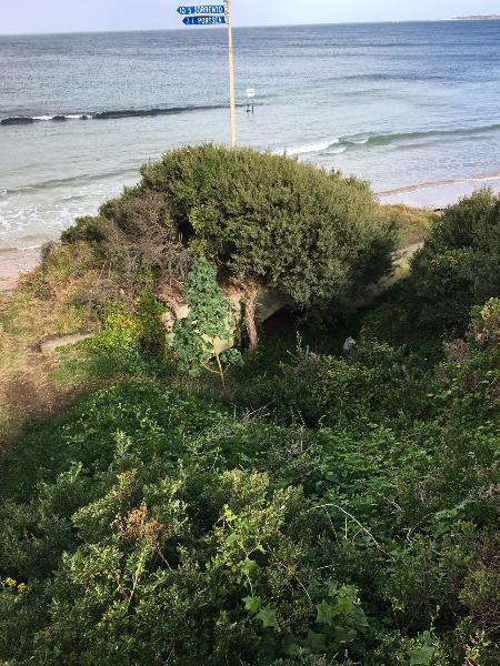 2018, Concealed see-saw searchlight bunker (1890s) on the southern boundary,.jpg