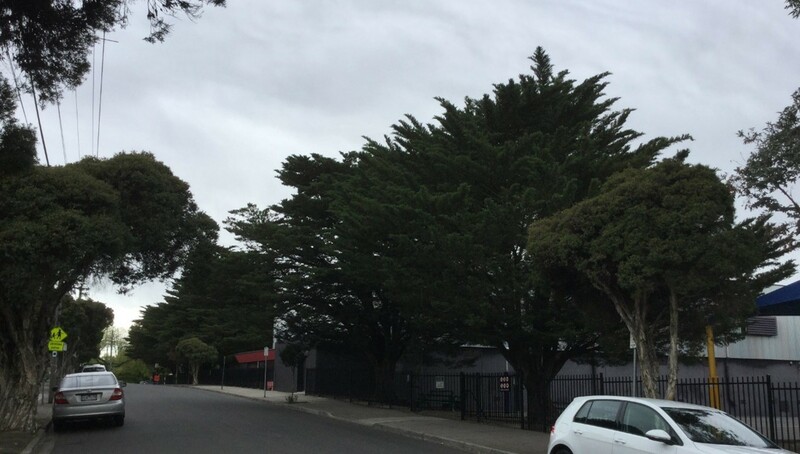 Kew East Primary mature Monterey Cypress trees on Windella Avenue and Beresford Street