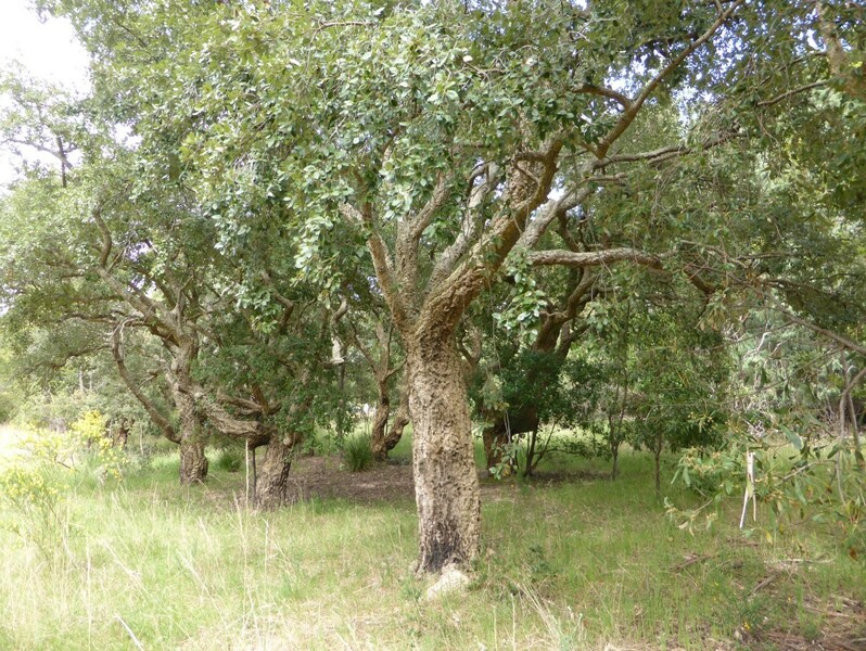 cork oak 3