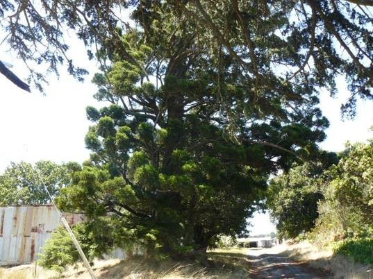 Hillsley Trees - Hoop Pine