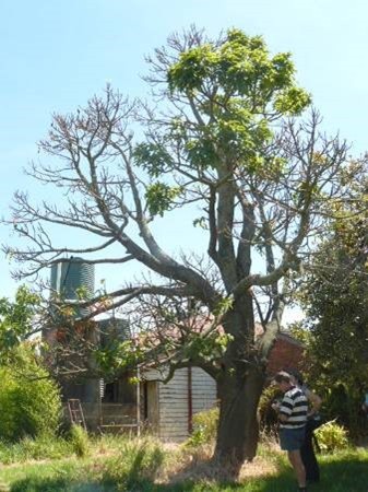 Hillsley Trees - Brachychiton acerfolius