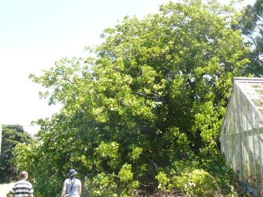 Hillsley Trees - Erythrina caffra