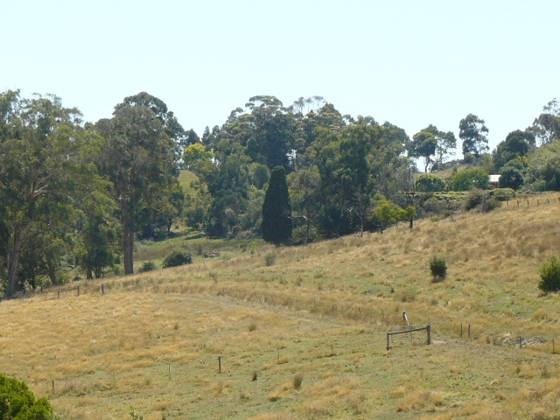 Hillsley Trees - site of early homestead and remnant Cypress