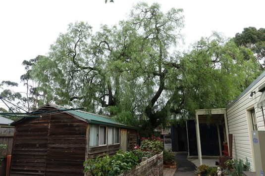 St John s Church of England Vicarage - Peppercorn Tree