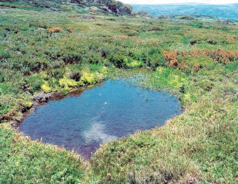 Rocky Valley peatland within the fenced plot 1982