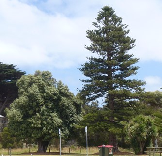 Norfolk Island Hibiscus Norfolk Island Pine and Cordyline