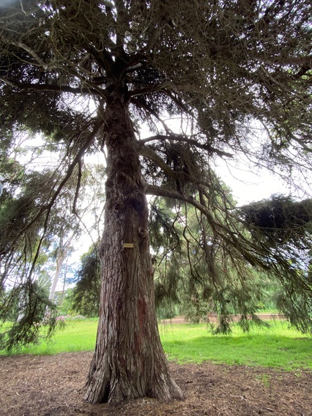 Werribee Park trees - 9