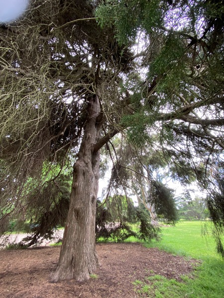Werribee Park trees - 10