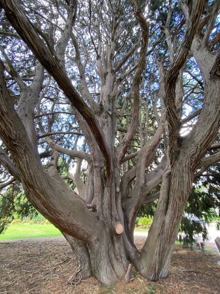 Werribee Park trees - 60