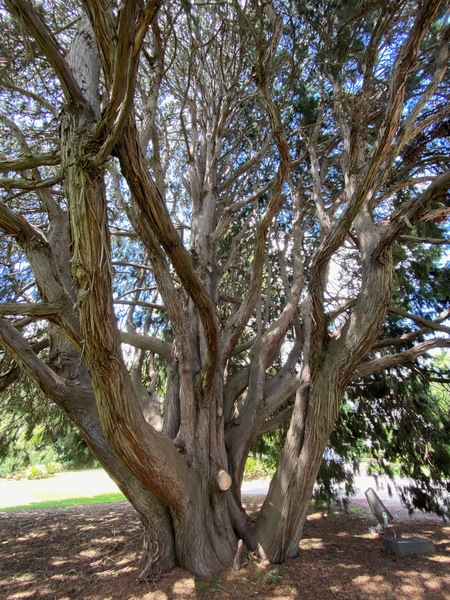 Werribee Park trees - 63