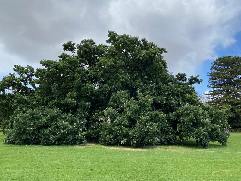 Werribee Park trees - 74