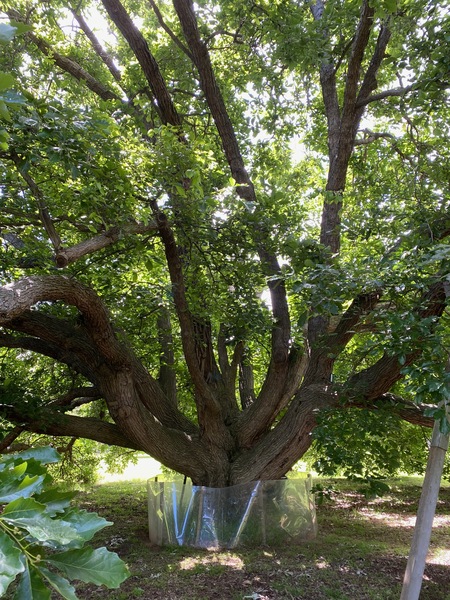 Werribee Park trees - 68