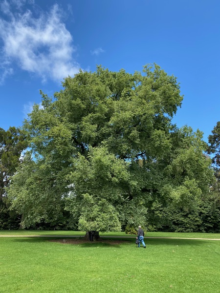 Werribee Park trees - 84