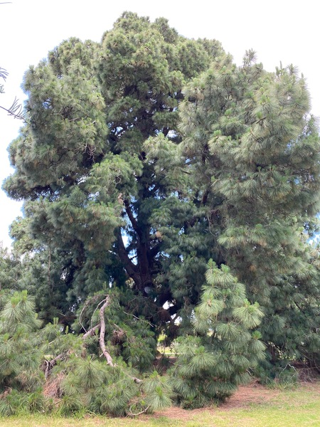 Werribee Park trees - 98
