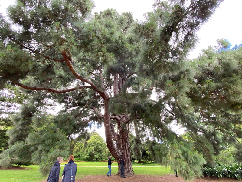 Werribee Park trees - 38