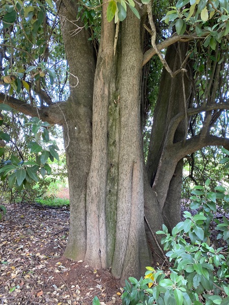 Werribee Park trees - 114