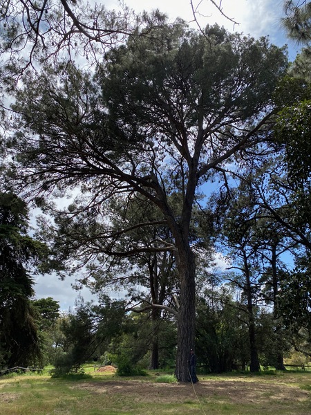 Werribee Park trees - 115