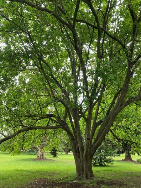 NominatedPhoto6702 402-Werribee Park trees - 5 750x750