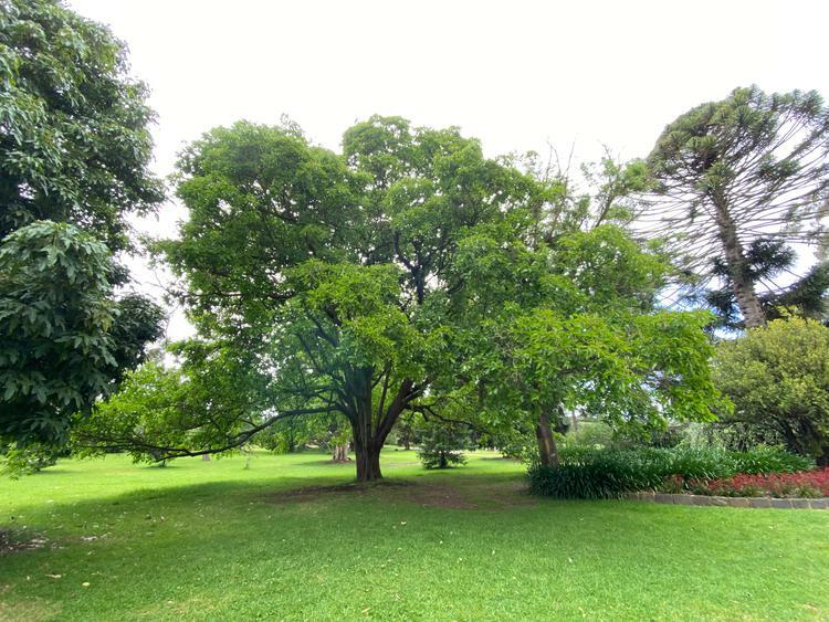 NominatedPhoto6702 493-Werribee Park trees - 3 750x750