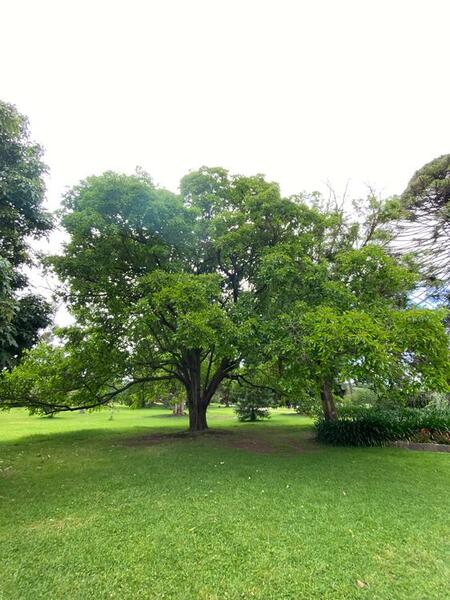 NominatedPhoto6702 530-Werribee Park trees - 4 750x750