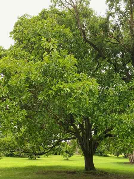 NominatedPhoto6700 185-Werribee Park trees - 1 750x750