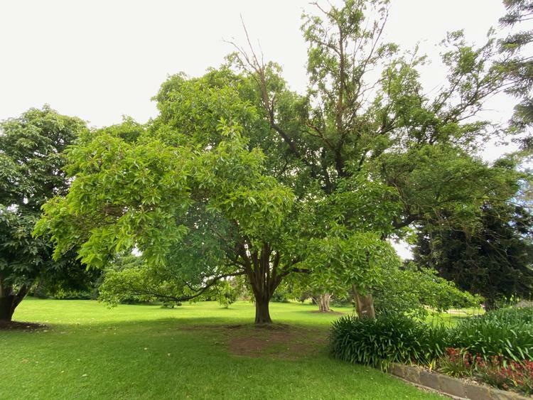 NominatedPhoto6701 577-Werribee Park trees - 2 750x750