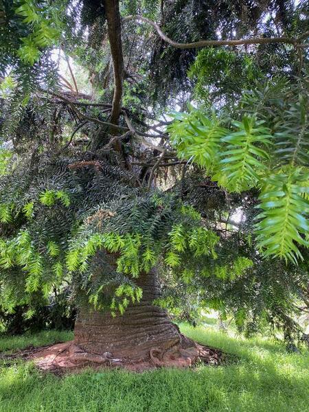 NominatedPhoto6707 557-Werribee Park trees - 45 750x750