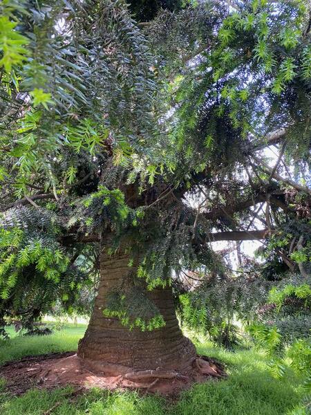 NominatedPhoto6707 446-Werribee Park trees - 47 750x750