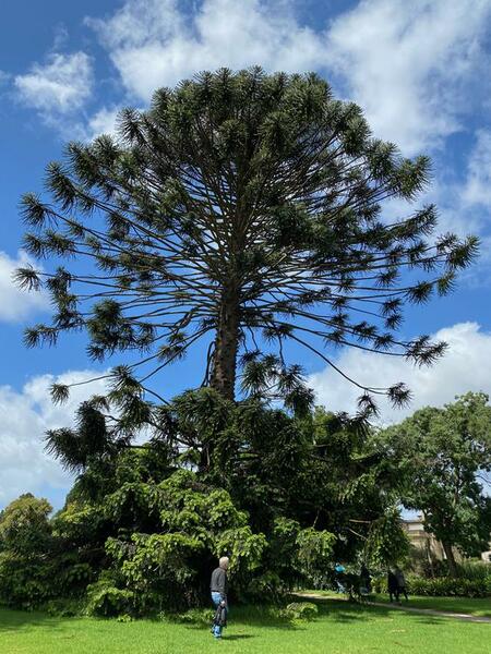 NominatedPhoto6707 395-Werribee Park trees - 44 750x750