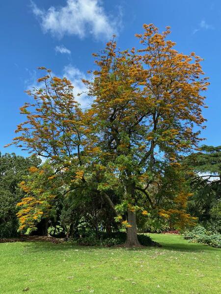 NominatedPhoto6710 919-Werribee Park trees - 82 750x750 1