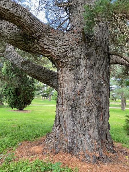 NominatedPhoto6714 292-Werribee Park trees - 106 750x750