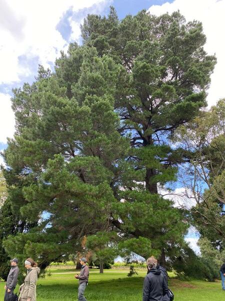 NominatedPhoto6714 425-Werribee Park trees - 108 750x750