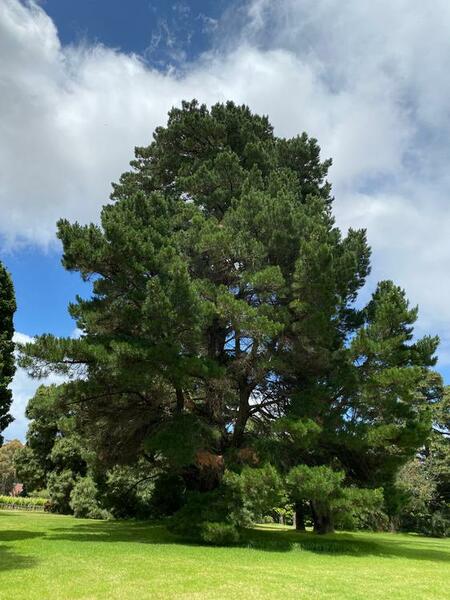 NominatedPhoto6714 834-Werribee Park trees - 110 750x750