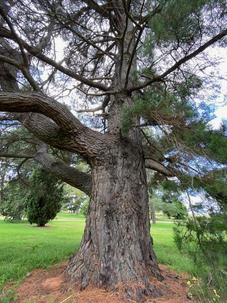 NominatedPhoto6714 100-Werribee Park trees - 105 750x750